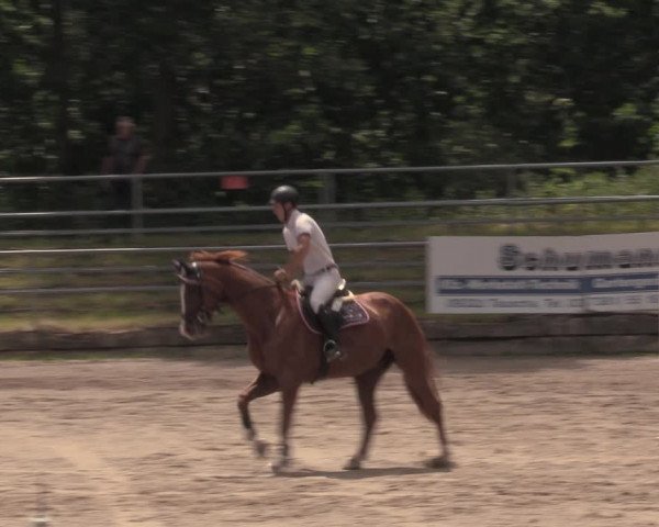 Reitturnier Lgl.-Oberhain, B95 2020