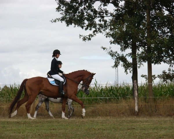 dressage horse Insayd (German Sport Horse, 2005, from Ituango xx)