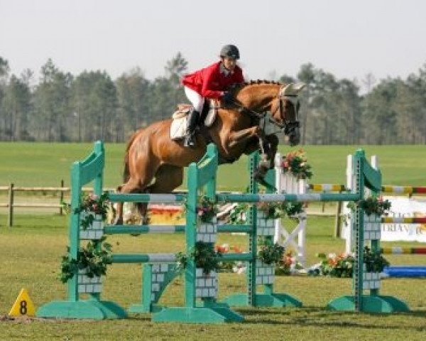 Zuchtstute Carabanga von Hof (Schweizer Warmblut, 1996, von Carolus I) Zuchtstute Carabanga von Hof (Schweizer Warmblut, 1996, von Carolus I)