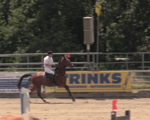 Reitturnier Lgl.-Oberhain, B95 2020