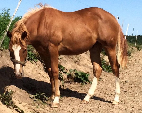 Cavallo Takeasnapinhollywood (Quarter Horse, 2014, di Dun Gettin It Dun)