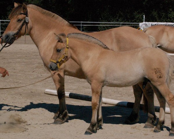 horse Kjello (Fjord Horse, 2015, from Kvest Halsnæs)