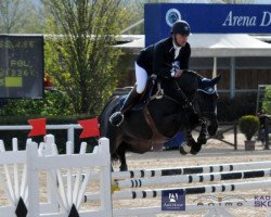 jumper Codetia VDL (KWPN (Royal Dutch Sporthorse), 2007, from Hold Up Premier)