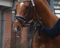 dressage horse Damon's Foxx (Oldenburg, 2012, from Damon Hill)