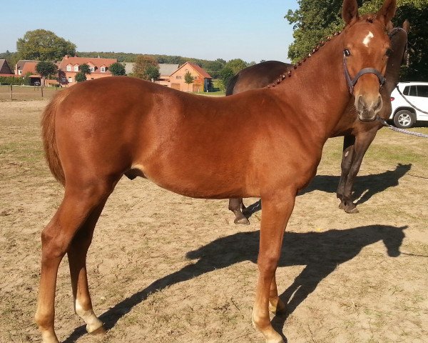 Cavallo Capristo JL (Cavallo Sportivo Tedesco, 2014, di DSP Charmanto)