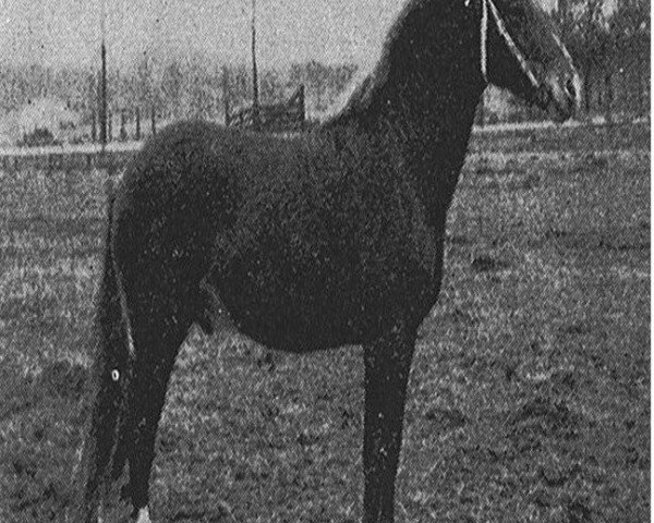 stallion Fir Tree Gold Eagle (New Forest Pony, 1961, from Monkshorn Rocket)