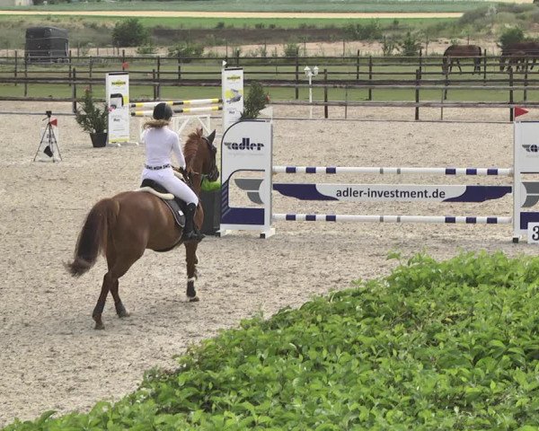 Reitturnier Worms-Pfeddersheim / Reitsportanlage Wittemer 2020