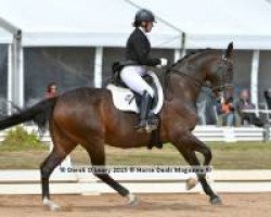 dressage horse Remmington (ISSA Cob (Australia), 2002, from River Dance)