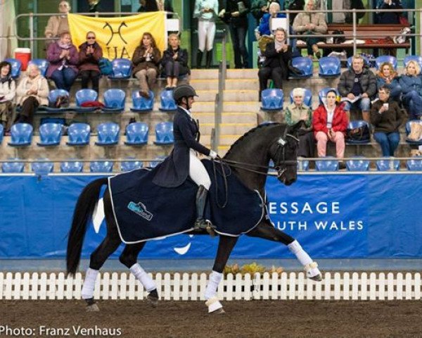 dressage horse Half Moon Delicato (Hanoverian, 2002, from Di Caprio)