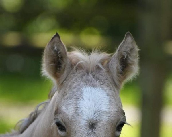 horse Nala (German Riding Pony, 2021, from Fs Numero Uno)