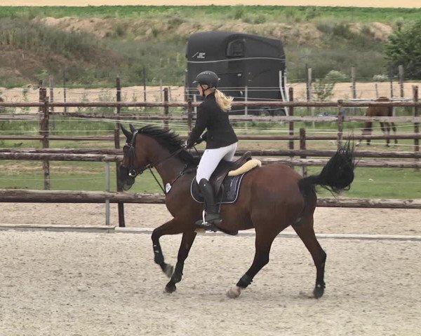 Reitturnier Worms-Pfeddersheim / Reitsportanlage Wittemer 2020