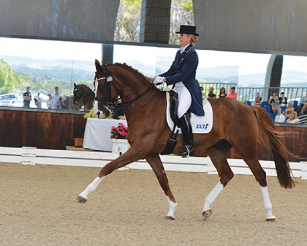 Dressurpferd Amicelli Gold (Deutsches Sportpferd, 2003, von Abanos)
