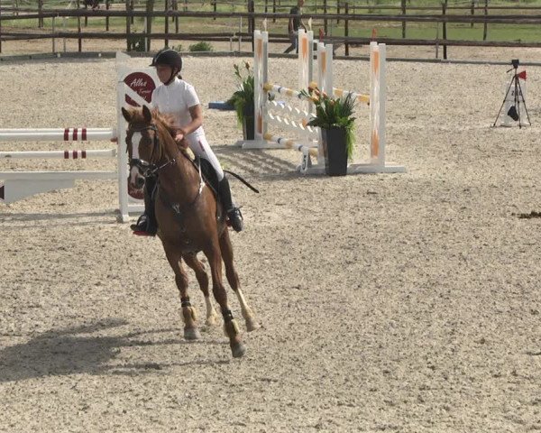 Reitturnier Worms-Pfeddersheim / Reitsportanlage Wittemer 2020