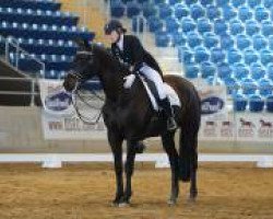 dressage horse Brimstone Anakiwa (Belgian Warmblood, 2003)