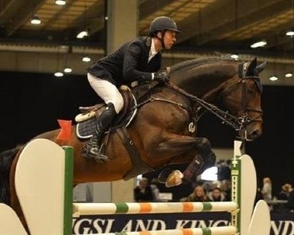 Springpferd Cyrus L (Holsteiner, 2006, von Cartani 4)