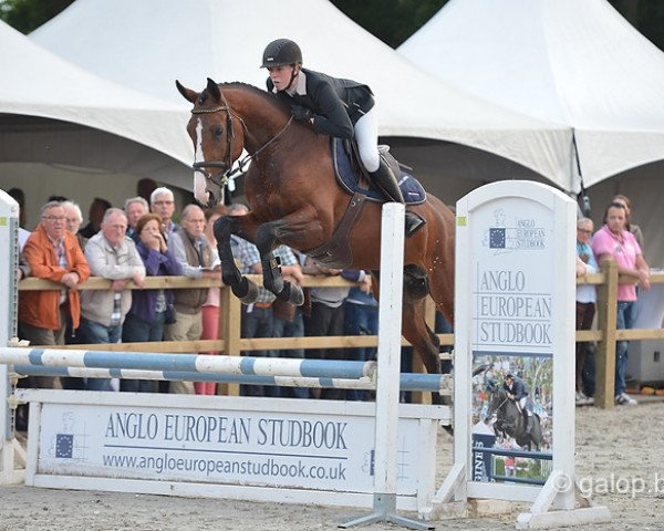 jumper Gaetano Musterd (KWPN (Royal Dutch Sporthorse), 2011, from Darco)