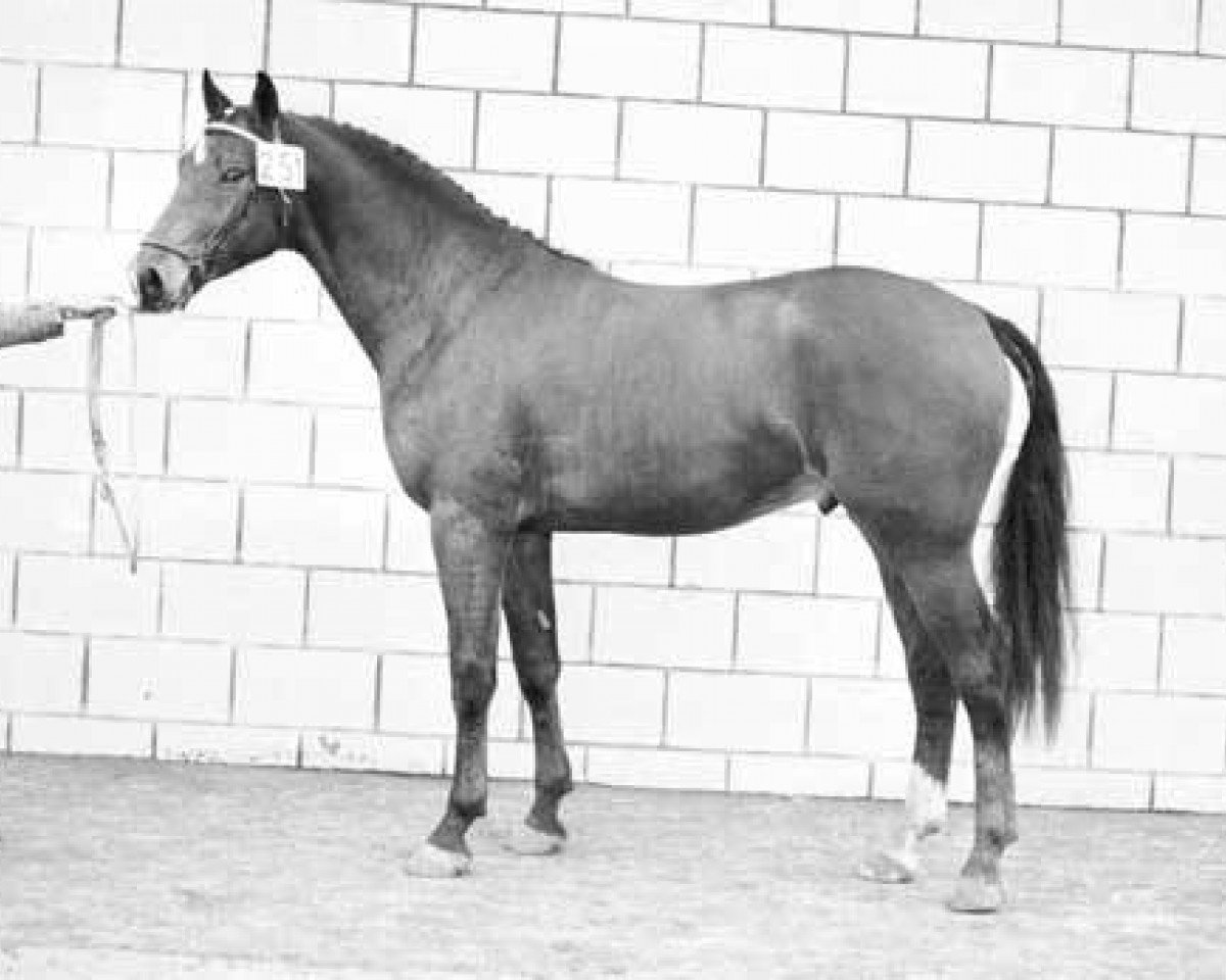 stallion Marlando (KWPN (Royal Dutch Sporthorse), 1971, from Magneet)
