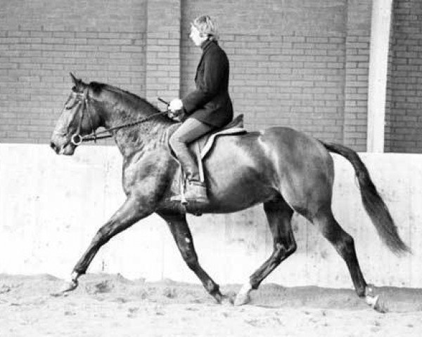 stallion Magnaat (KWPN (Royal Dutch Sporthorse), 1971, from Magneet)