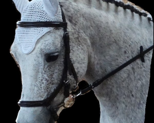 jumper Shannon's Surprise (Connemara Pony, 2004, from Derrymore Duncan)