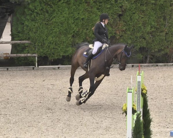 Reitturnier Worms-Pfeddersheim / Reitsportanlage Wittemer 2020