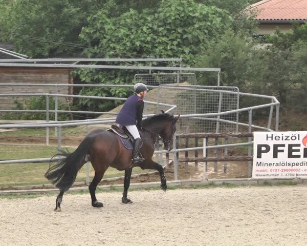 Reitturnier Worms-Pfeddersheim / Reitsportanlage Wittemer 2020