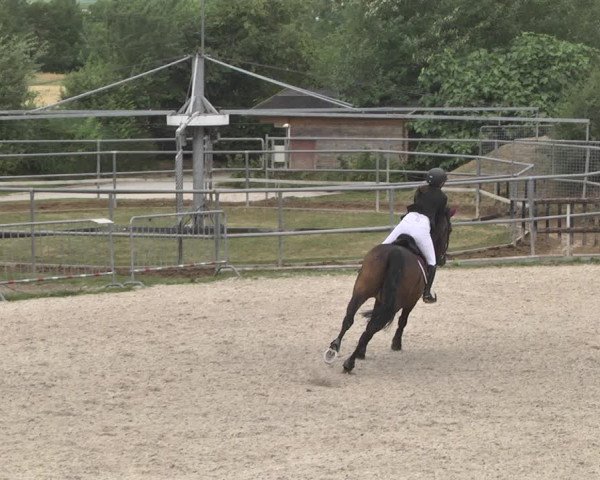 Reitturnier Worms-Pfeddersheim / Reitsportanlage Wittemer 2020