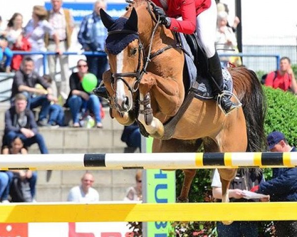 broodmare Guiana 2 (Hanoverian, 2007, from Graf Top)