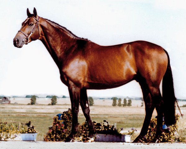 Deckhengst Kingston (Kanadisches Warmblut, 1992, von Martin's Worry xx)