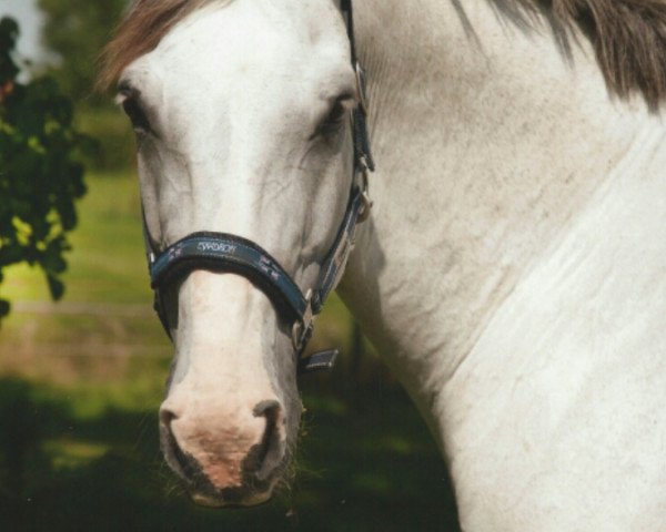 dressage horse Whispery Moon 2 (Westphalian, 2003, from Wesselton River Blue)