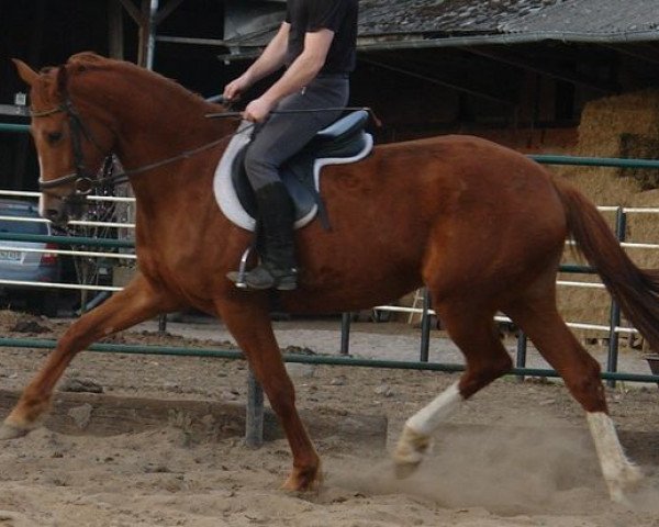broodmare Donna Quasara MD (Oldenburg, 2009, from Quaterback)