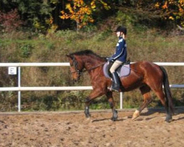dressage horse Fleur 396 (New Forest Pony, 1998, from Marnehoeve's Everest)