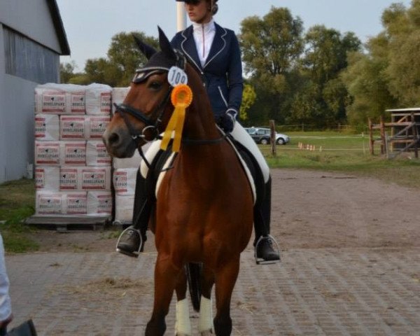 dressage horse Montgomery 74 (German Riding Pony, 1998, from Marco Polo)