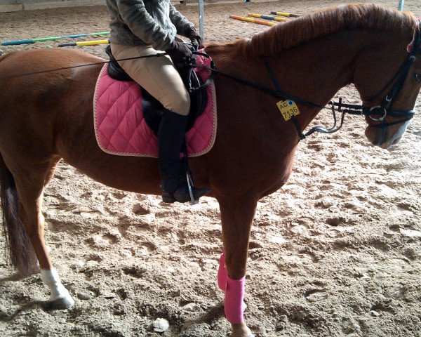 Pferd Darling 244 (Deutsches Reitpferd, 2000, von Donatelli I)