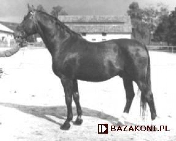 stallion Przedświt XIII (Przedswit, 1963, from Przedświt XI) stallion Przedświt XIII (Przedswit, 1963, from Przedświt XI)
