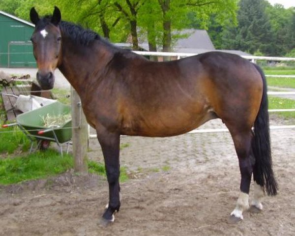 broodmare Ramira (Hanoverian, 1988, from Ramiro Z)