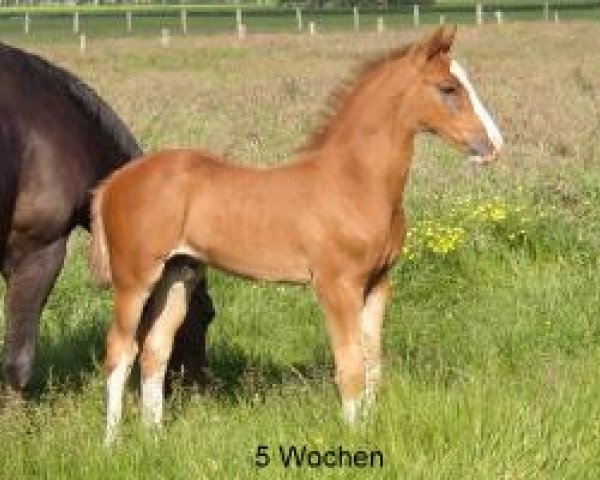 horse Balou Rouge (Hanoverian, 2007, from Balou du Rouet)