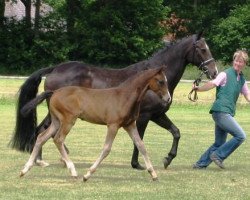 jumper Lazaro (Hanoverian, 2009, from Landstreicher)