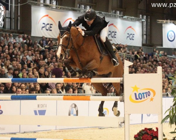 broodmare Cadida van het Provahof (Belgian Warmblood, 2002, from Lux Z)