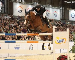 broodmare Cadida van het Provahof (Belgian Warmblood, 2002, from Lux Z)