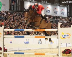 jumper Wavantos vd Renvillehoeve (KWPN (Royal Dutch Sporthorse), 2003, from Lux Z)