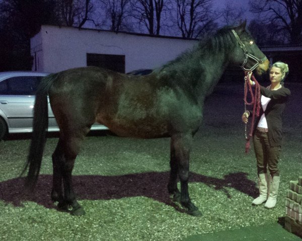 broodmare Bella XVI (Holsteiner, 2009, from Quintero)