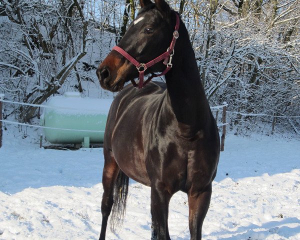 broodmare Montana 553 (Bavarian, 2002, from Tolstoi)