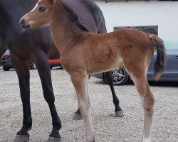 Springpferd Niko (Holsteiner, 2015, von Nouma D'Auzay)