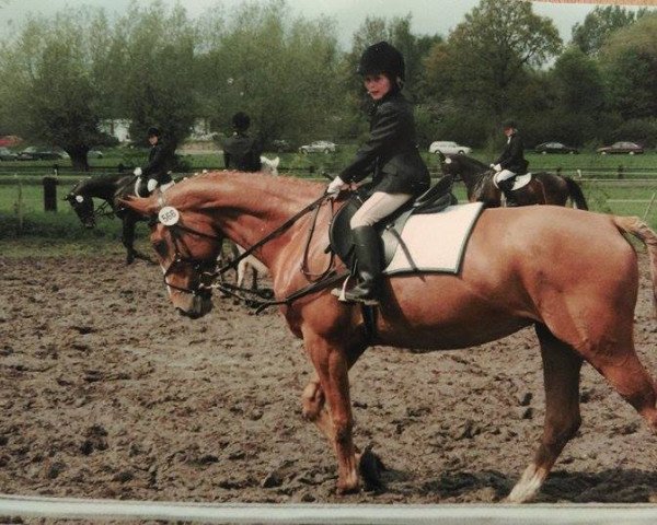 Pferd What's up 10 (Rheinländer,  , von Worldchamp)