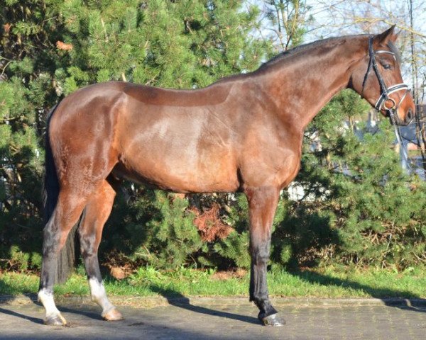 horse Flo (Hanoverian, 2010, from Fuechtels Floriscount OLD)