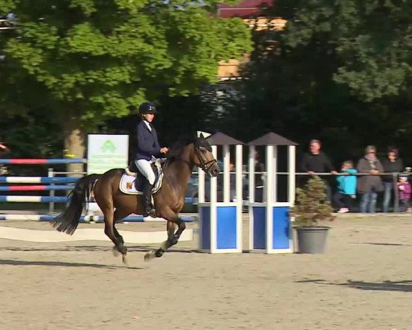 Süddeutsche Ponymeisterschaften Rot am See- Musdorf 2021