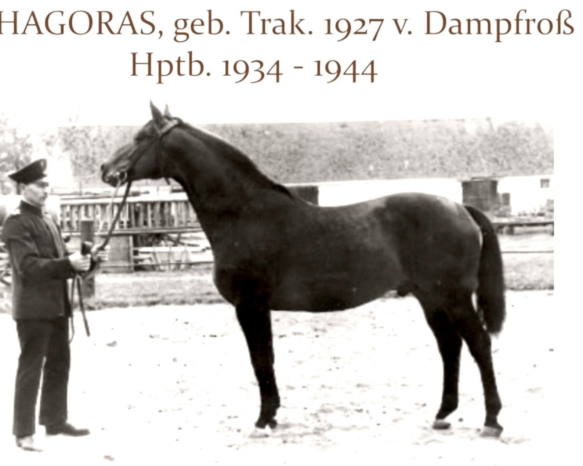 Deckhengst Pythagoras (Trakehner, 1927, von Dampfross)