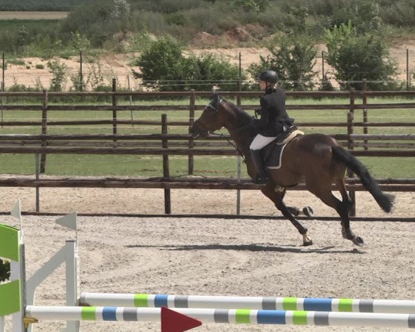 Reitturnier Worms-Pfeddersheim / Reitsportanlage Wittemer 2020
