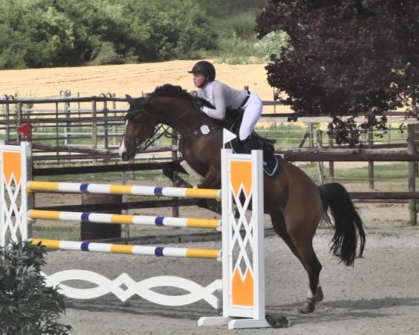 Reitturnier Worms-Pfeddersheim / Reitsportanlage Wittemer 2020
