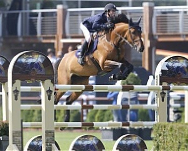 broodmare Arera C (KWPN (Royal Dutch Sporthorse), 2005, from Indoctro)